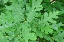 White Oak Bark2